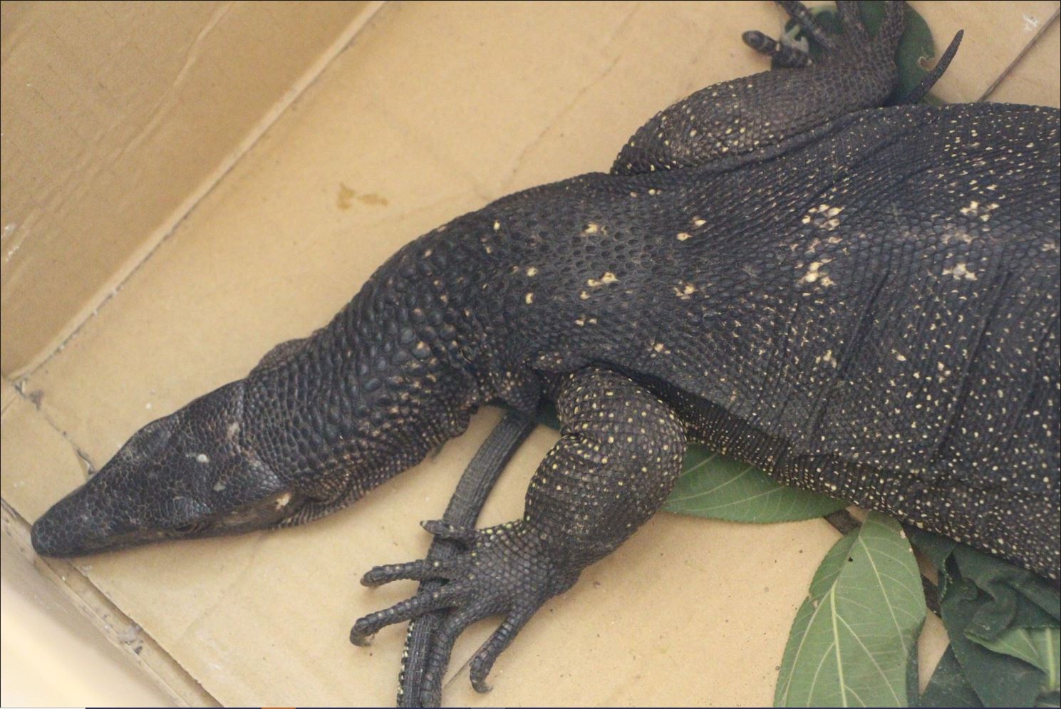 Trapped in a solar panel,  monitor lizard rescued in Manapla