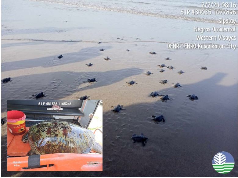 Turtles release and rescue in Negros Occidental 