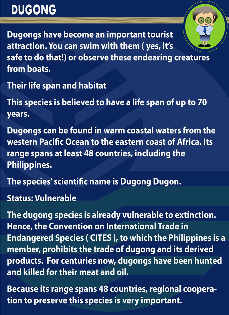 dugong p3 web