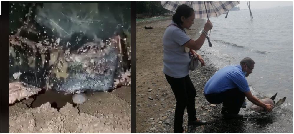 Turtle’s trip to Iloilo: CENRO Sara first turtle laying and CENRO Guimbal release